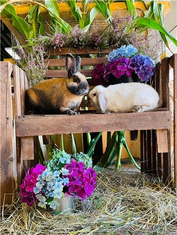 Riesen bis Zwerge: Rassekaninchen-Ausstellung lockt viele Besucher an Zwei Kaninchen. Riesen und Zwerge: In der Waldhalle Sandbostel zeigen Züchter rund 250 Rassekaninchen.
