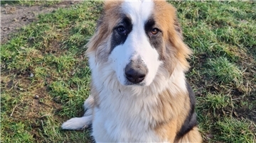 Riley ist eine junge Hündin mit einem charmanten Charakter.