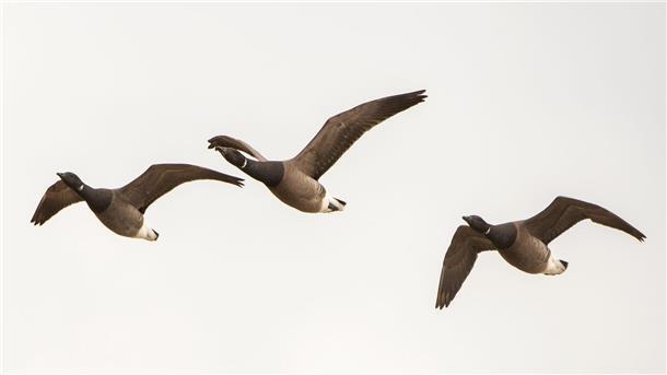 Was der Ausbau der Offshore-Windparks für Zugvögel bedeutet Ringelgänse fliegen über die Hallig Hooge. Nicht alle Zugvögel weichen Offshore-Windanlagen aus (Symbolfoto).