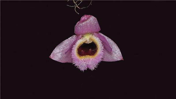 Rosa-gelb blüht die Mini-Orchidee Dendrobium fuscifaucium aus Laos.