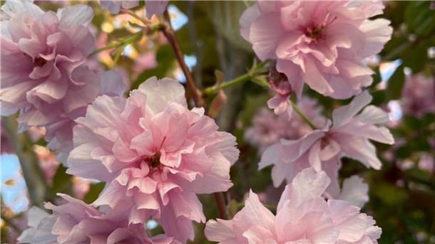 Japanische Kirschblüte