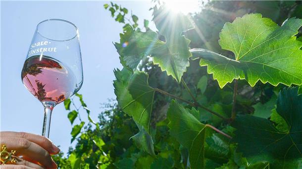 Diese Weine werden immer beliebter Rosé-Wein wird gerne getrunken.
