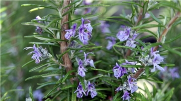 Rosmarinstrauch mit grünen Nadeln und kleinen lilafarbenen Blüten in Nahaufnahme.