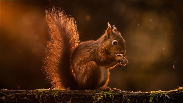 Harte Nuss: Kampf um rote Eichhörnchen in Wales Rote Eichhörnchen werden in Großbritannien zunehmend verdrängt. (Archivbild)