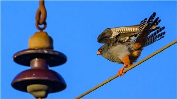 Rotfußfalken fliegen vor dem Winter in den Süden.