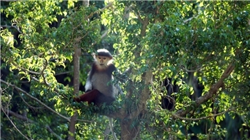 Rotschenklige Kleideraffen und andere ausgefallene Tierarten werden in Laos ab sofort besser geschützt. (Archivbild)