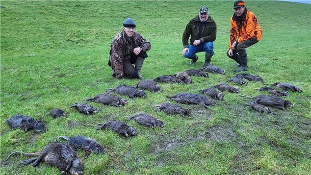 Rüdiger Gimber, Frerk Bachmann und Gerold Böschen (von links) mit ihrer Jagdstrecke: 24 Nutria. Die Nutria, sie gehört zur Familie der Biberratten wird seit 2016 auf der EU-Liste der invasiven, gebietsfremden Tierarten geführt.