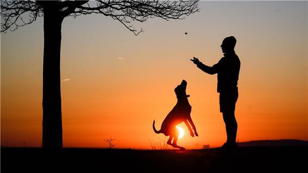 Rund 10,5 Millionen Hunde lebten 2024 in deutschen Haushalten. (Archivbild)