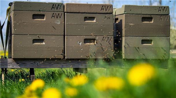 Warum in Niedersachsens Häfen jetzt Bienen arbeiten Rund 120 Gläser Honig haben die „Hafenbienen“ in Bensersiel im vergangenen Jahr produziert. (Symbolbild)