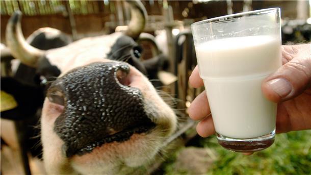Rund 32,6 Millionen Tonnen Kuhmilch sind im vergangenen Jahr in deutschen Molkereien verarbeitet worden.
