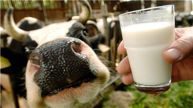 Rund 32,6 Millionen Tonnen Kuhmilch sind im vergangenen Jahr in deutschen Molkereien verarbeitet worden.