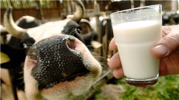 Rund 32,6 Millionen Tonnen Kuhmilch sind im vergangenen Jahr in deutschen Molkereien verarbeitet worden.