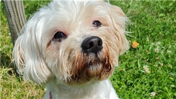 Hundedame Sally