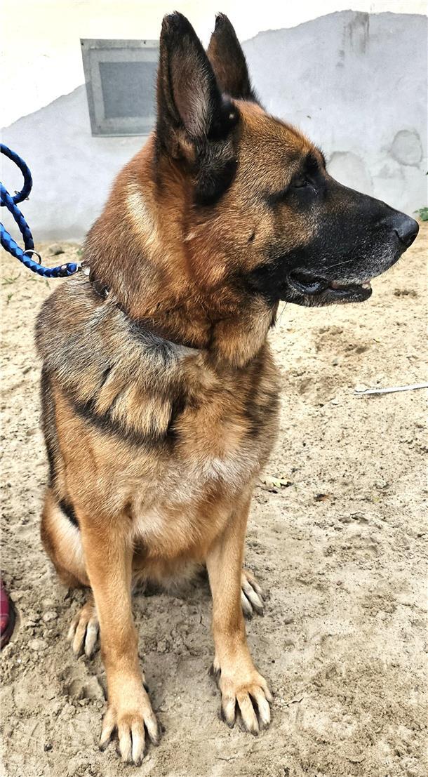 Schäferhündin Laika weiß, was sie will.