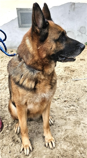 Schäferhündin Laika weiß, was sie will.