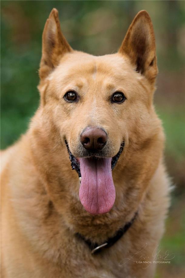 Schäferhund Buma sucht neues Zuhause Hund