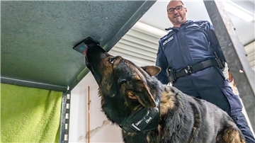 Schäferhund Dimi erschnüffelt Speichergeräte für die Polizei. 