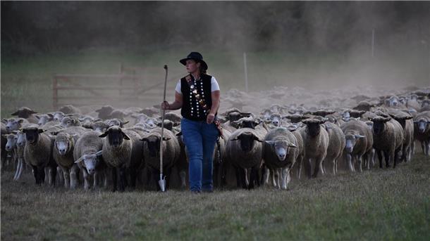 Wettstreit der Schäfer - Der Kampf um die goldene Schüppe Schäferin Marie-Kathleen Tigges aus Nordrhein-Westfalen läuft vor einer Schafherde.
