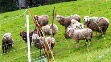 Schafe stehen auf einer Bergweide oberhalb der grenznahen Ortschaft Oberaudorf im Landkreis Rosenheim hinter einem Elektrozaun. In der unmittelbaren Umgebung waren zuvor mehrere Schafe von einem Bären gerissen worden.