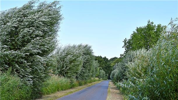 Schatz am Milmer Bosenbüttel: Eine alte Silberweiden-Allee wurde jetzt zur Allee des Monats Juli in Niedersachsen gekürt.
