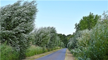 Schatz am Milmer Bosenbüttel: Eine alte Silberweiden-Allee wurde jetzt zur Allee des Monats Juli in Niedersachsen gekürt.