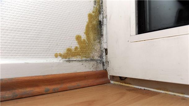 Verbände rechnen mit mehr Schimmelbefall in Wohnungen Schimmelpilzbekämpfer erwarten nach diesem Winter mehr Arbeit.
