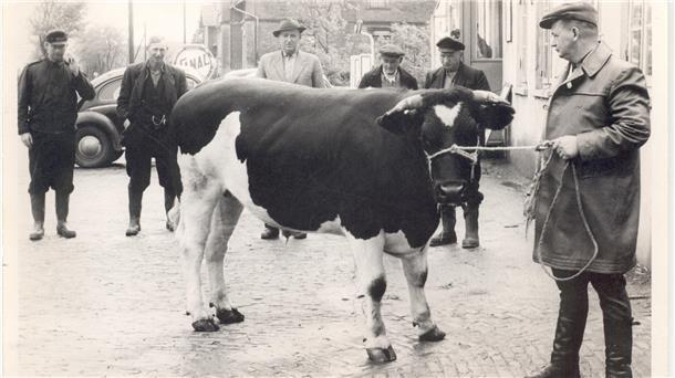 Schlachter Eggen aus Einswarden mit Rindvieh vor dem Kaiserhof im Jahr 1960.