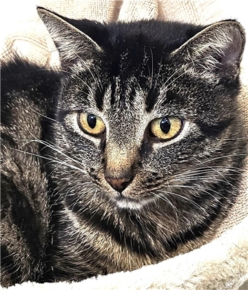 Katze Olga