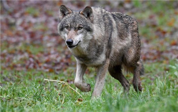 Schnell unterwegs: der Wolf. Aber bald soll das Raubtier nach Attacken auf Weidetiere auch schneller gejagt werden können.