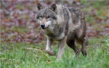 Schnell unterwegs: der Wolf. Aber bald soll das Raubtier nach Attacken auf Weidetiere auch schneller gejagt werden können.