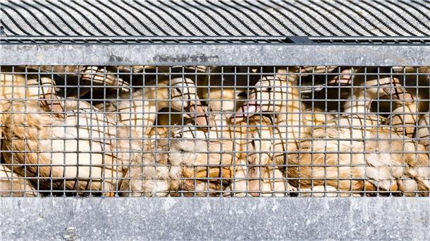 Vogelgrippe grassiert – Fast eine Million Tiere getötet Schon fast eine Million Enten, Gänse, Puten und Hühner wurden getötet, nachdem in den jeweiligen Beständen die Geflügelpest festgestellt worden war. (Illustration).