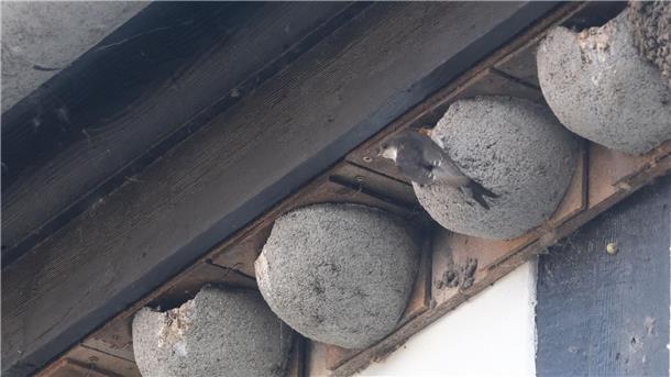 Ins perfekte Nest segeln Schwalben bauen Nester aus Lehm, nehmen aber auch künstliche Nester an.