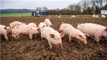 Das Foto zeigt frei laufende Schweine. 