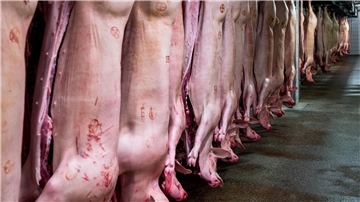 Schweinehälften hängen im Kühlhaus eines Schlachthofs. Mit einem Anteil von 62 Prozent bleibt Schwein die mit Abstand wichtigste Fleischart vor Geflügel (23,2 Prozent) und Rind (14,5 Prozent).