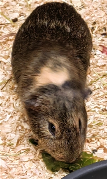 Sechs Meerschweinchen suchen ein Zuhause.