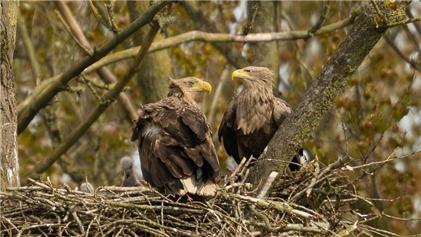 Zwei Seeadler sitzen in einem Nest.