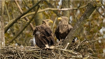 Zwei Seeadler sitzen in einem Nest.