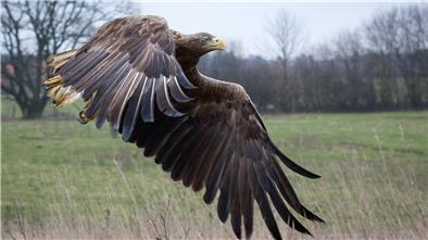 Seeadler, hier ein Vogel aus Mecklenburg-Vorpommern, sind die größten Greifvögel Europas. In den Landkreisen Wesermarsch, Cuxhaven, Rotenburg und Stade leben inzwischen rund zwei Dutzend Paare.