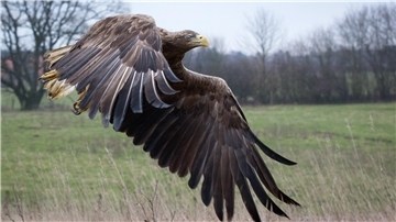 Seeadler, hier ein Vogel aus Mecklenburg-Vorpommern, sind die größten Greifvögel Europas. In den Landkreisen Wesermarsch, Cuxhaven, Rotenburg und Stade leben inzwischen rund zwei Dutzend Paare.