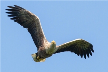 Seeadler leben inzwischen auch in Butjadingen. Ein Paar brütet dort. Mit einer Flügelspannweite von bis zu 2,50 Metern sind Seeadler die größten Greifvögel Europas.