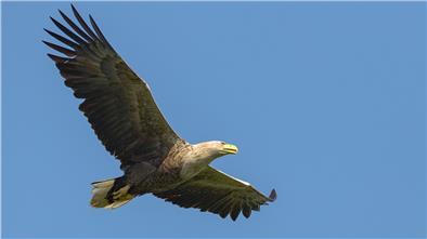 Seeadler sind die größten Greifvögel Europas. Weibchen haben eine Flügelspannweite von bis zu 2,50 Metern. Foto: Klaus Meyer