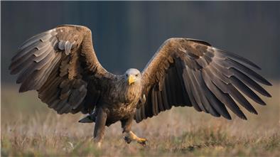Seeadler sind in der Wesermarsch heimisch geworden. Die mächtigen Tiere (siehe Bild) haben dafür gesorgt, dass in diesem Jahr sieben Jungadler großgezogen wurden. Diese sind nun alle flügge geworden.