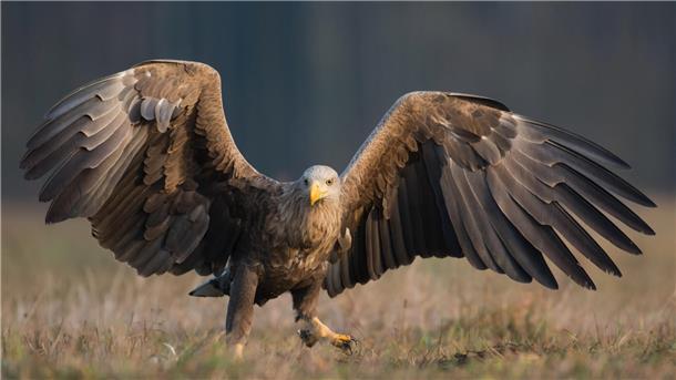 Seeadler sind in der Wesermarsch vor einem Jahrzehnt heimisch geworden. Sechs Paare haben in diesen Wochen mit der Brut begonnen. Auch das Butjenter Paar versucht es erneut. In den vergangenen Jahren war immer etwas schief gegangen.