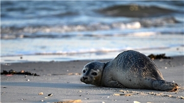 Seehunde zählen zu den größten Meeresraubtieren im Wattenmeer. (Archivbild)