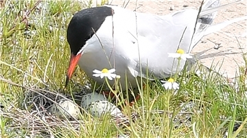 Seeschwalben brüten wieder an der Kaiserschleuse. Foto Scheschonka