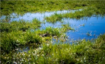 Sehen viele Wiesen im Cuxland bald so aus? Die Bauern und der Kreis Cuxhaven fürchten das. Über 17.000 Hektar landwirtschaftliche Fläche bieten laut einer Studie des Landes ein sehr hohes Potenzial für die Vernässung. Foto Schuldt