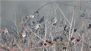 Vogel Seidenschwanz
