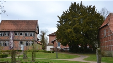 Seit 1937 steht das mächtige Eiben-Paar hinter dem Christinenhaus in Zeven unter Schutz. Wegen ihrer seltenen Erscheinungsform gelten sie als Naturdenkmal.