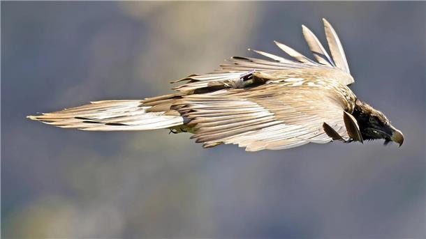 Seltener Bartgeier nach Irrflug zurück in seiner Heimat Seit 2021 werden im Nationalpark Berchtesgadener Land in den deutschen Alpen Bartgeier ausgewildert. Der im vergangenen Jahr in die Freiheit entlassene Vinzenz flog in diesen Tagen bis ins Oldenburger Land und landete entkräftet in Bad Zwischenahn. Inzwischen ist er in die Alpen zurückgekehrt.