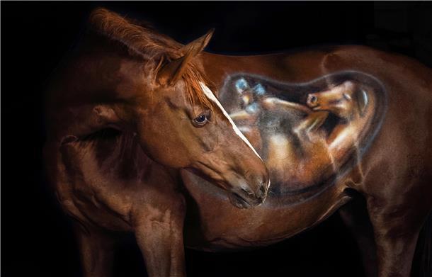 Foto der tragenden Stute Chanti mit Körperbemalung ihres Fohlens, fotografiert von Andrea Zachrau